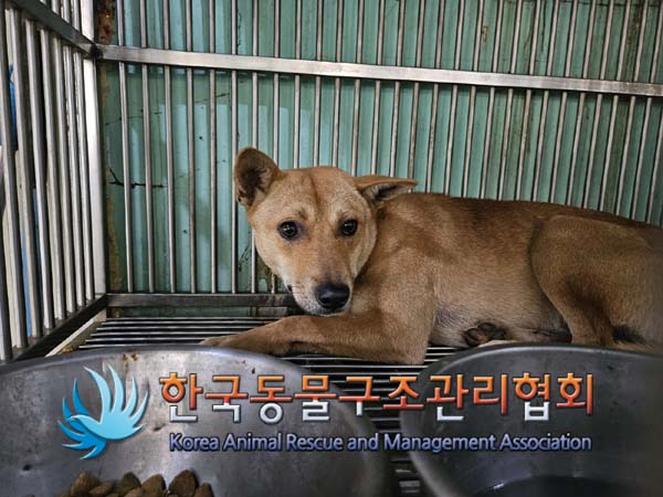 한국동물구조관리협회_441414202400734