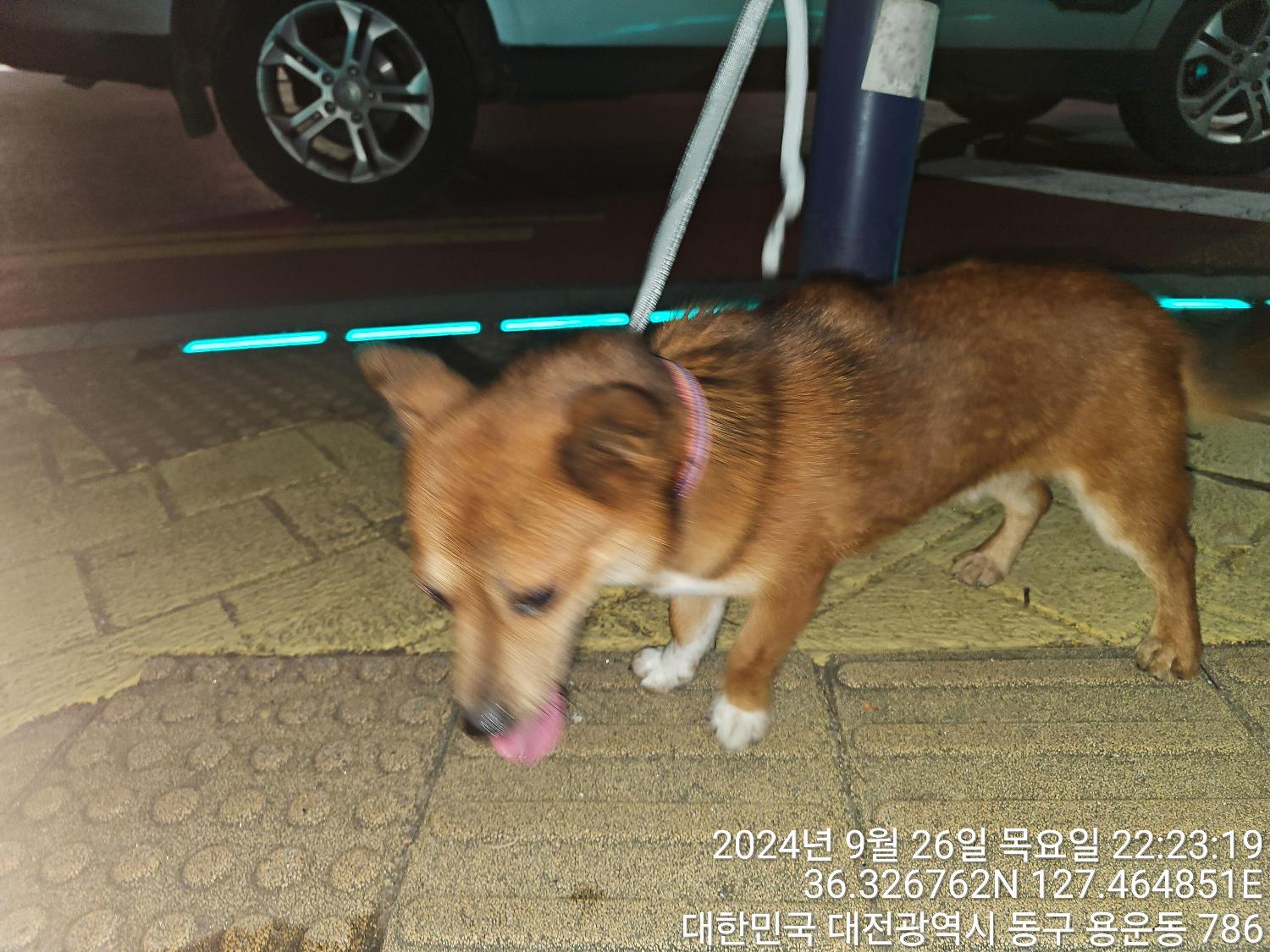 대전동물보호센터_430364202400749