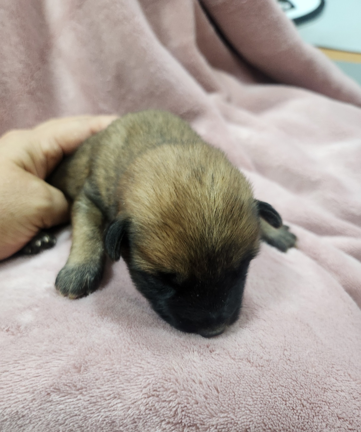 울산유기동물보호센터_431370202400885