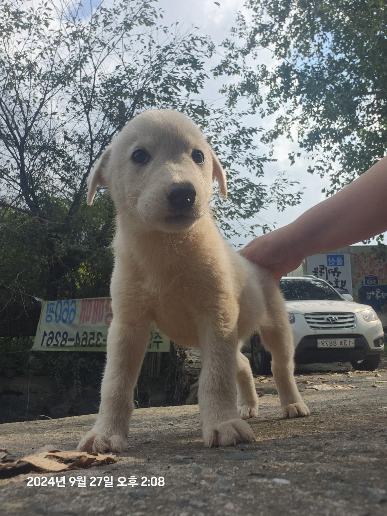 울산유기동물보호센터_431373202401333