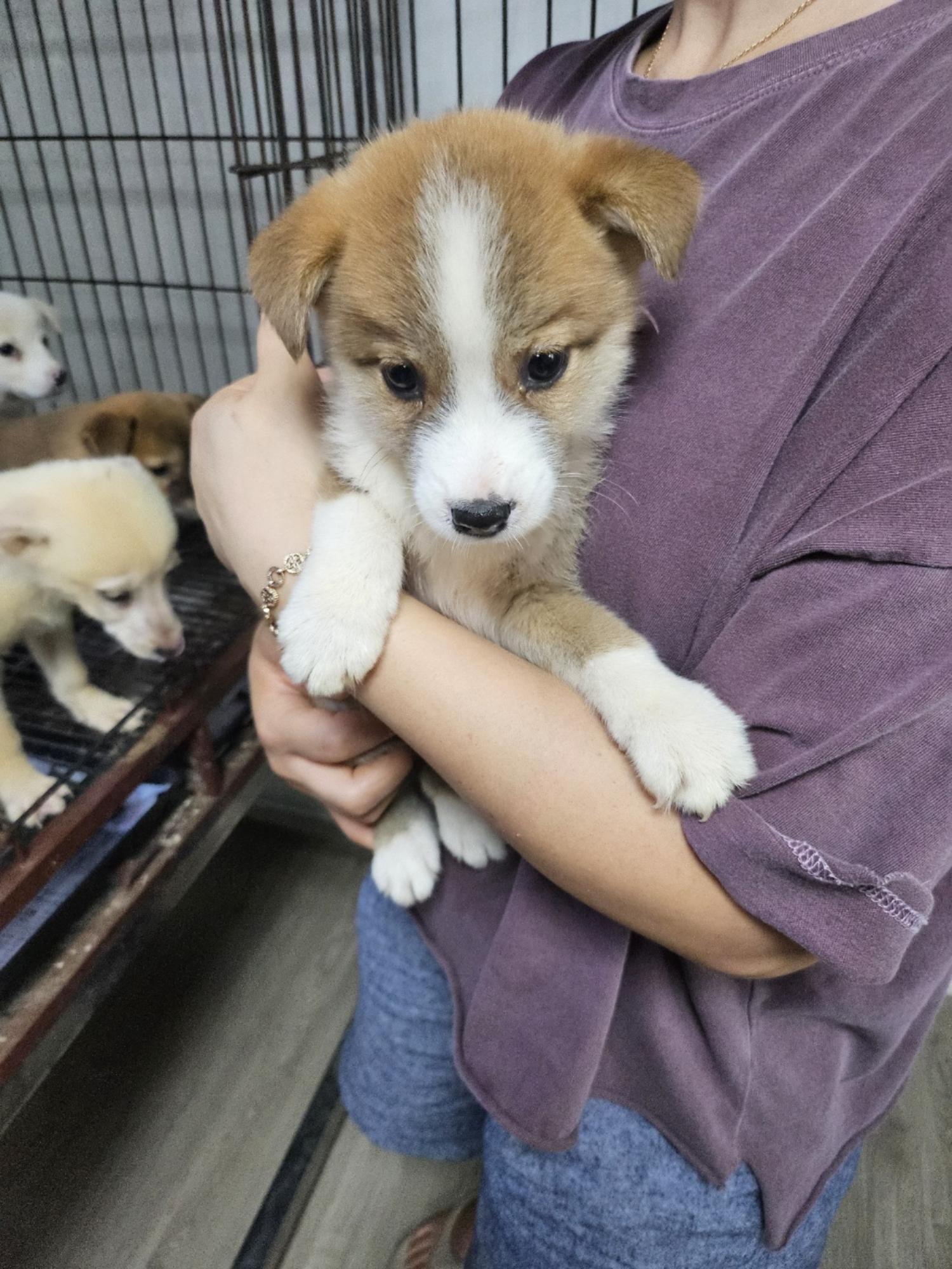 영광동물보호센터_446497202400430