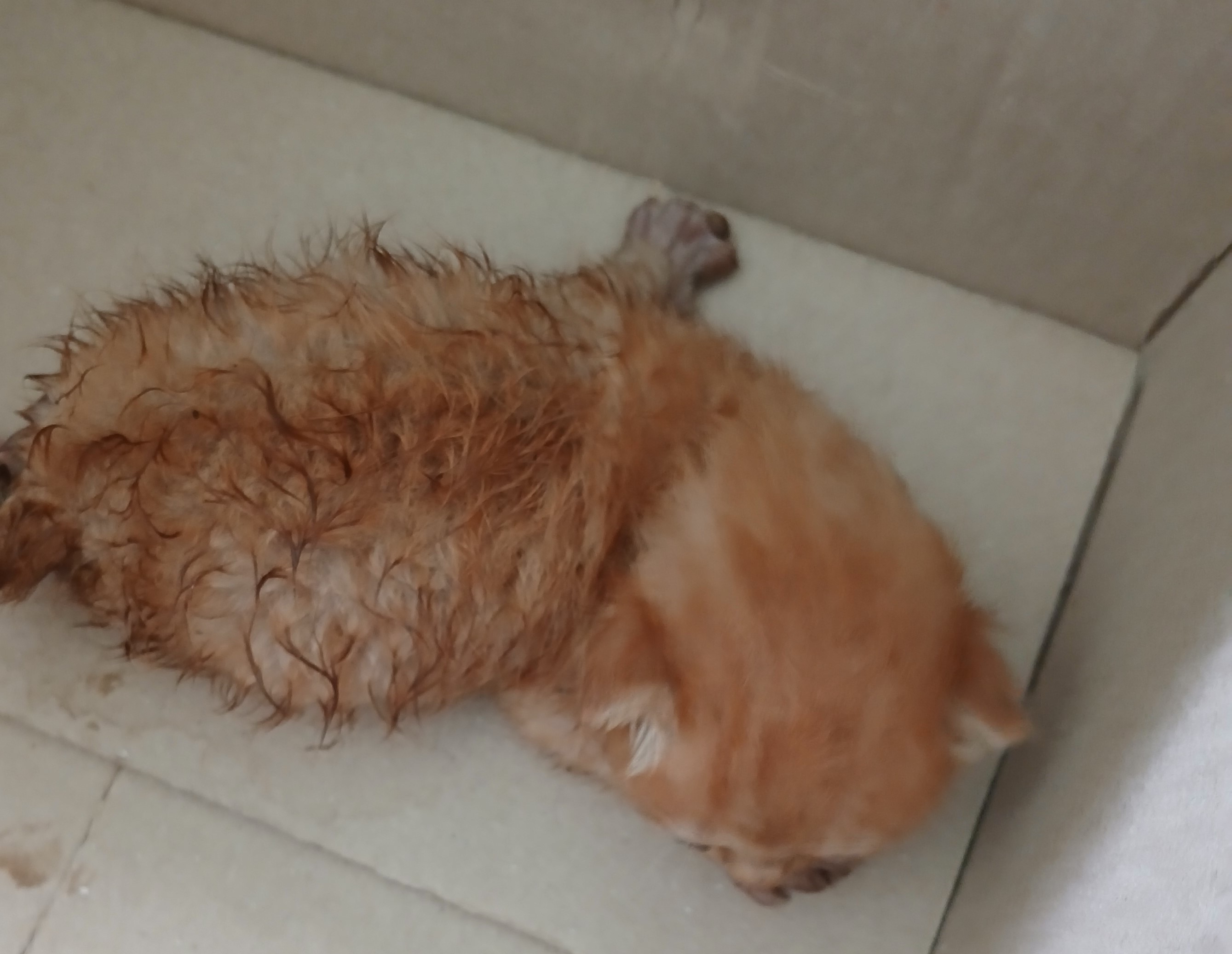 대구유기동물보호센터_427342202400856