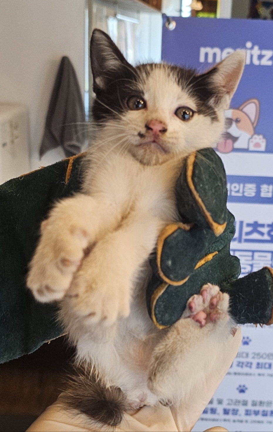 세인트동물병원_427346202401137