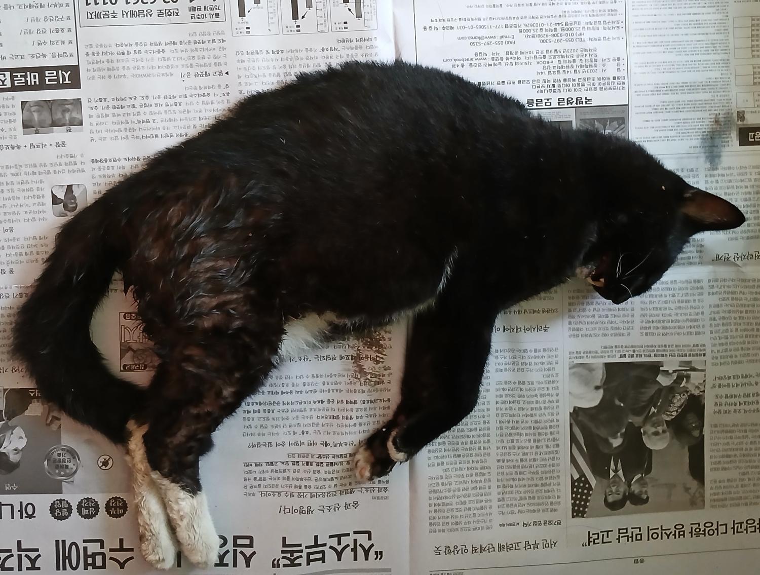[고양이] 한국 고양이 대구-동구-2024-00326 유기동물 배경 이미지 입니다.