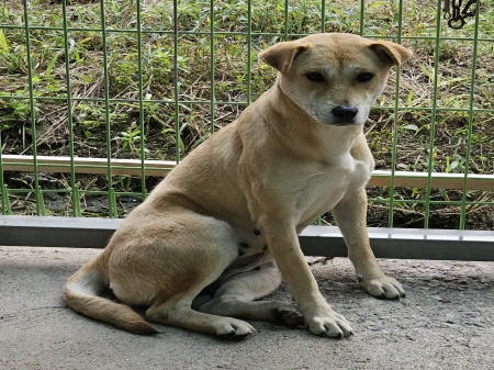 원주시동물보호센터_442419202400747