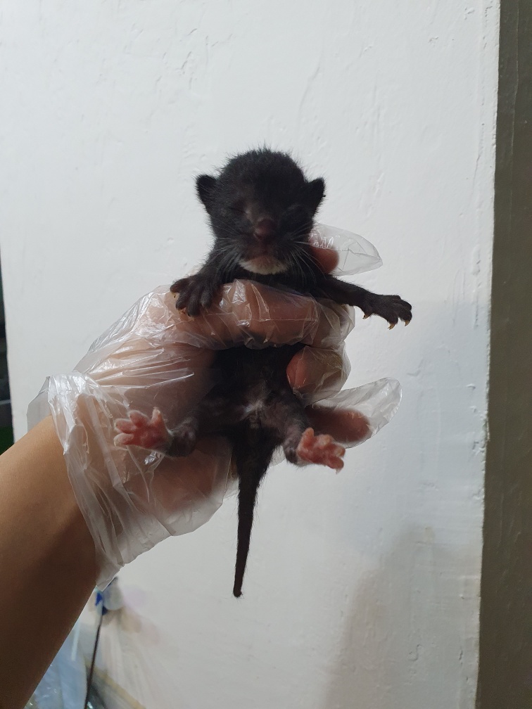 펫앤쉘터동물병원_441378202401228