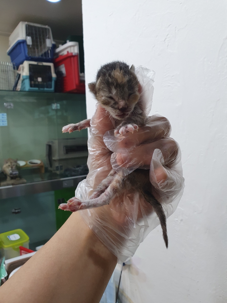 펫앤쉘터동물병원_441378202401231