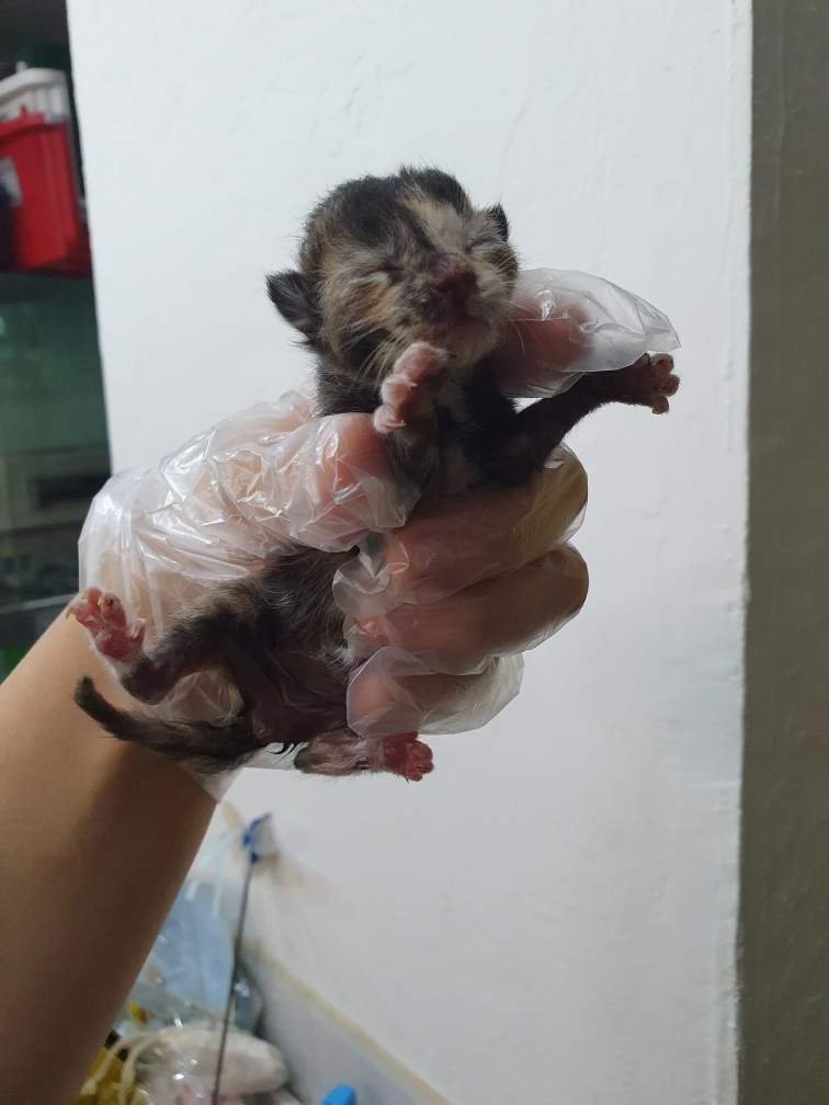 펫앤쉘터동물병원_441378202401230
