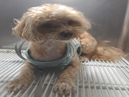 원주시동물보호센터_442419202400757