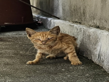 원주시동물보호센터_442419202400750