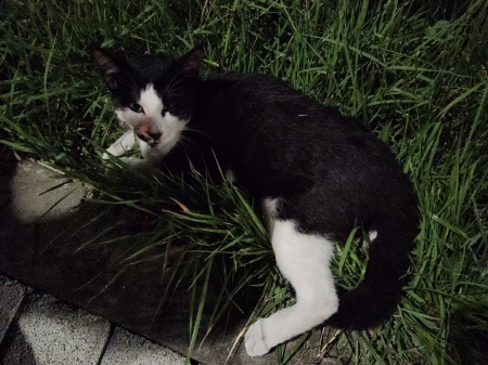 원주시동물보호센터_442419202400754