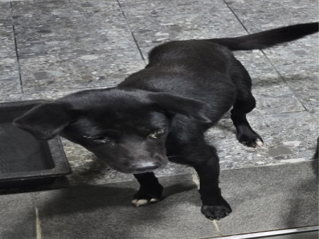 원주시동물보호센터_442419202400753