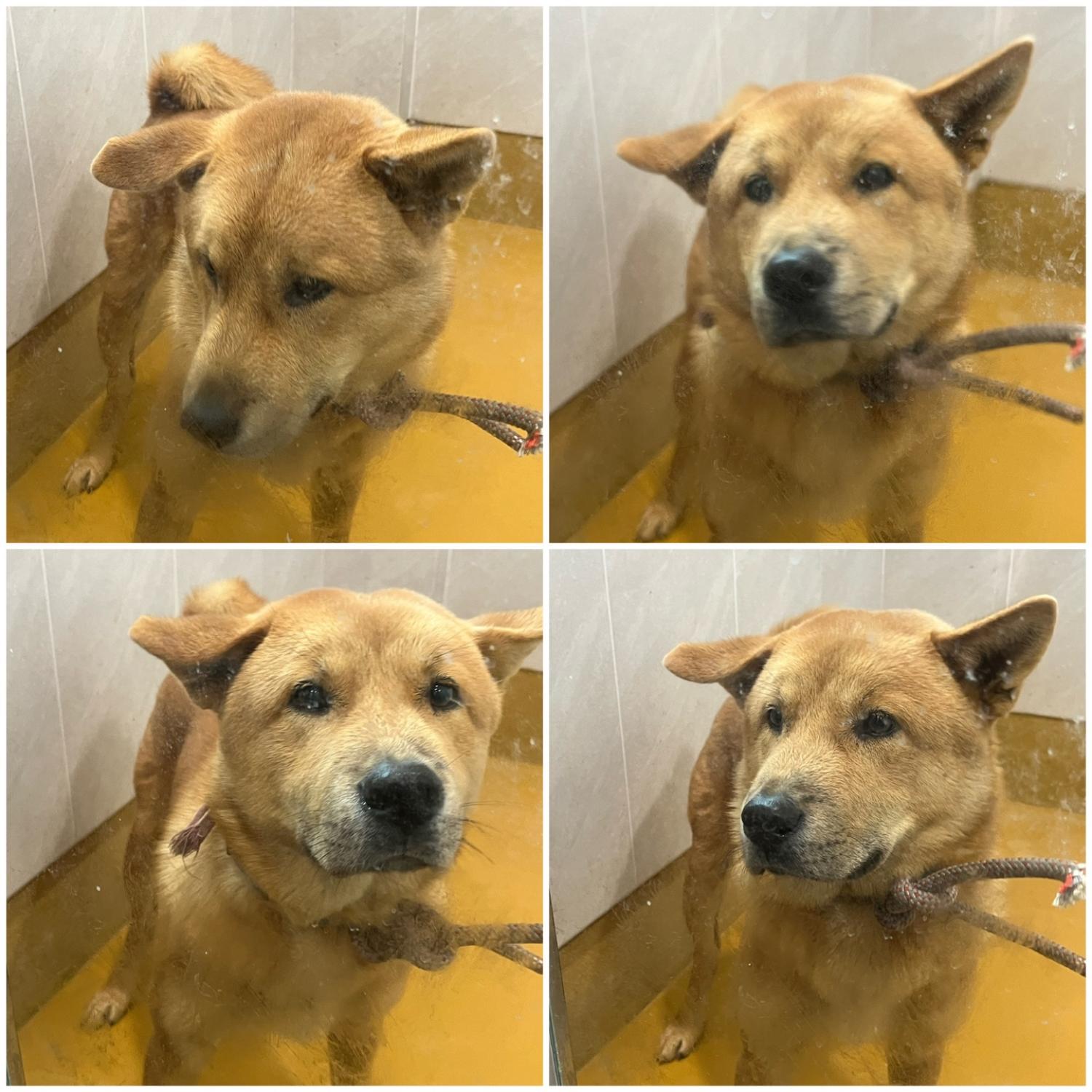 천안시 동물보호센터_444449202401991