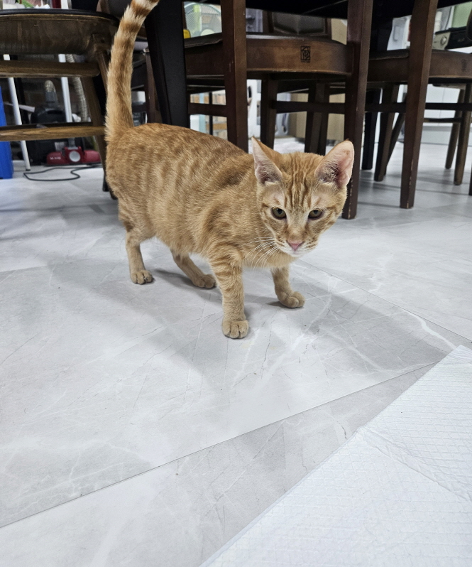 종료(입양) 한국 …