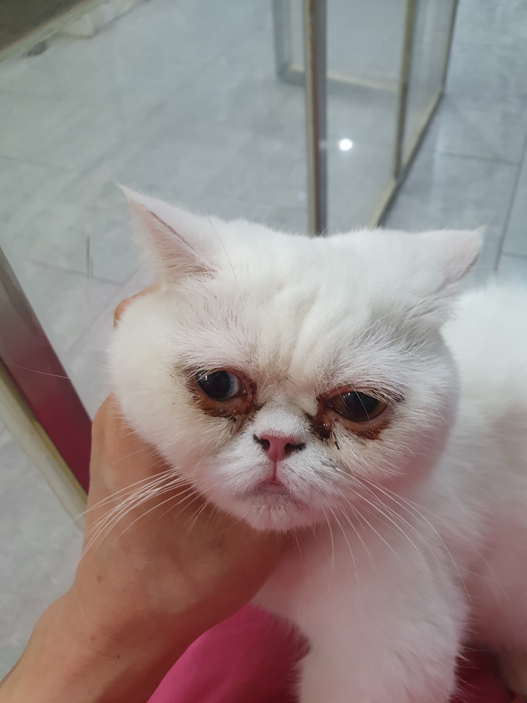 펫앤쉘터동물병원_441378202401232