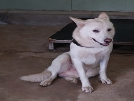 원주시동물보호센터_442419202400758
