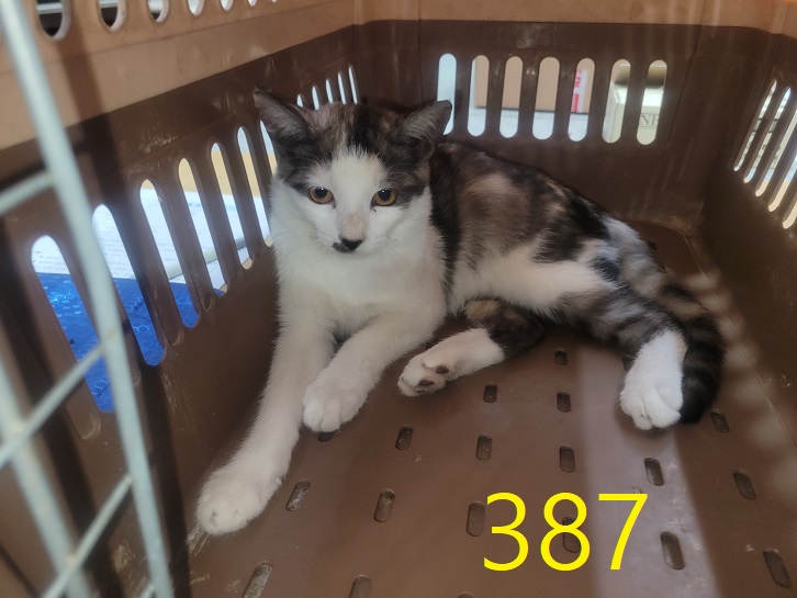 보호중 한국 고양이…