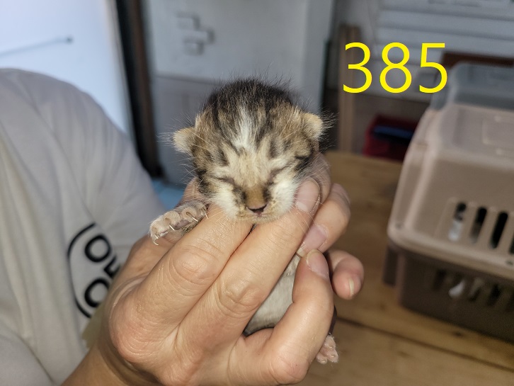 보호중 한국 고양이…
