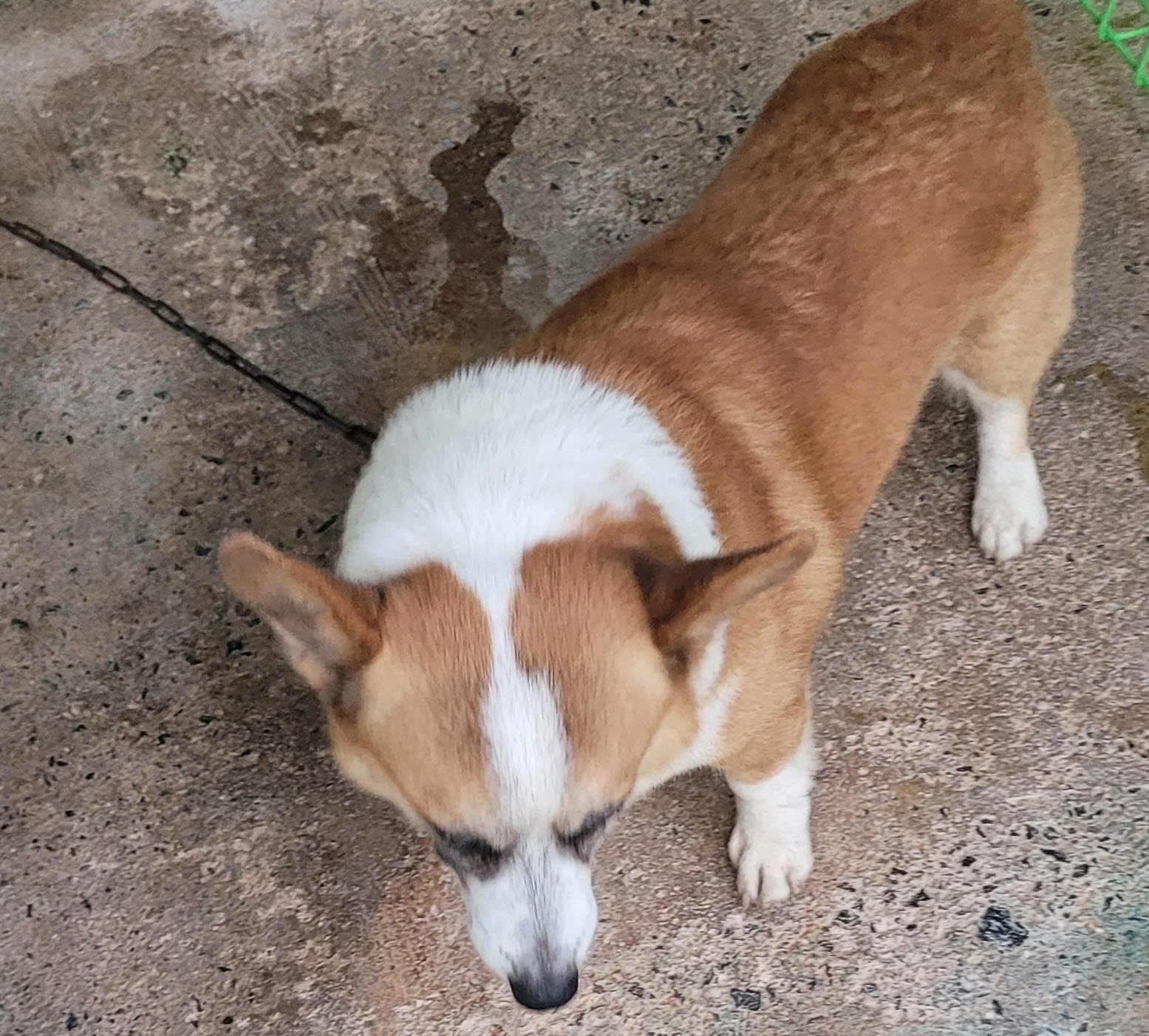 울진군동물보호센터_447525202400384