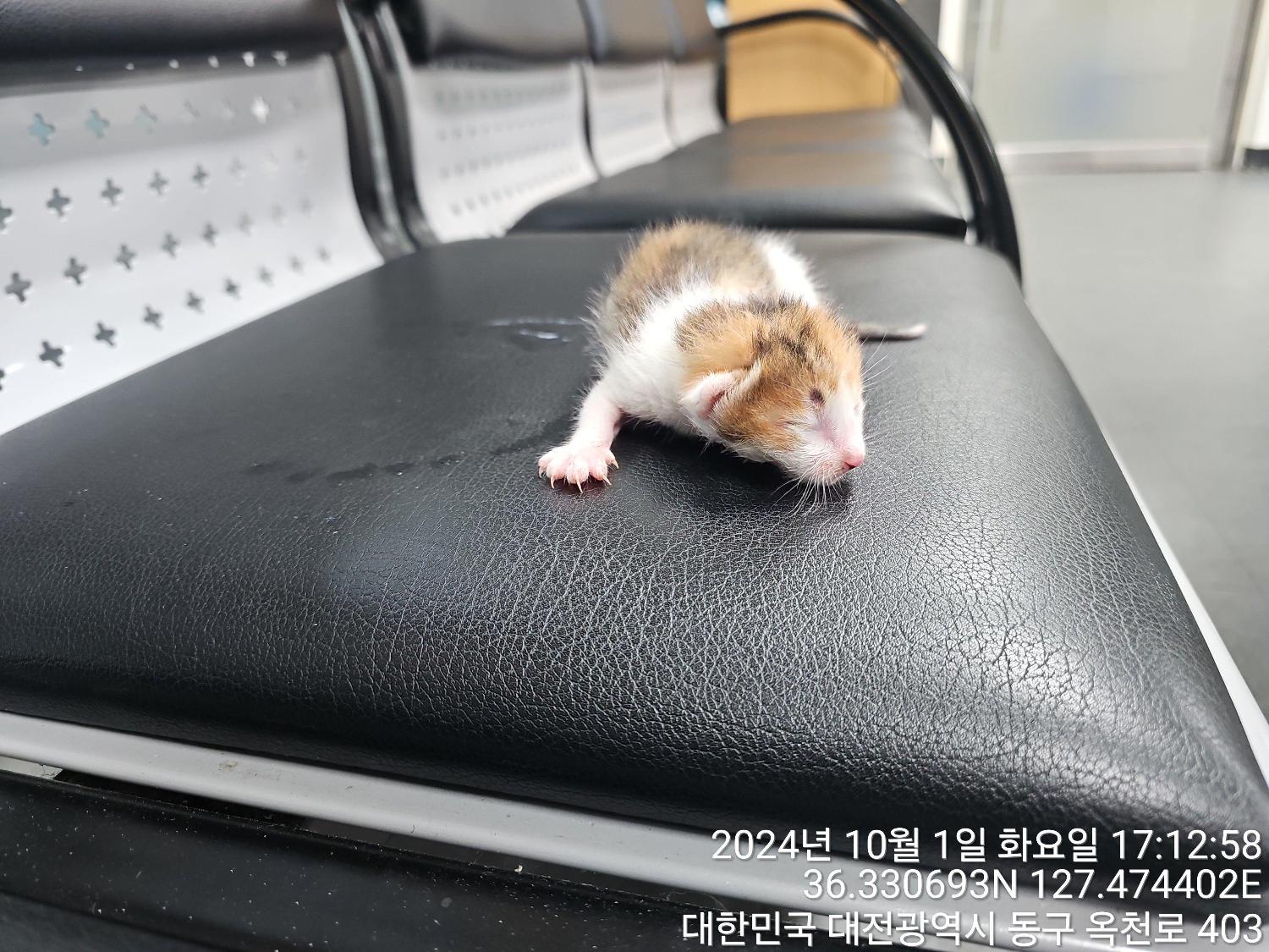 [고양이] 한국 고양이 대전-동구-2024-00279 유기동물 배경 이미지 입니다.