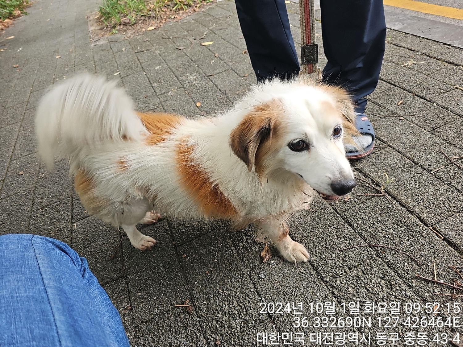 대전동물보호센터_430364202400753