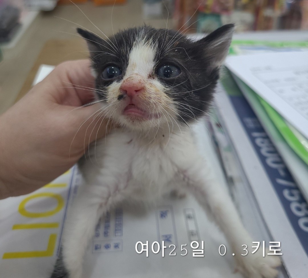 옥천동물병원_443443202400681