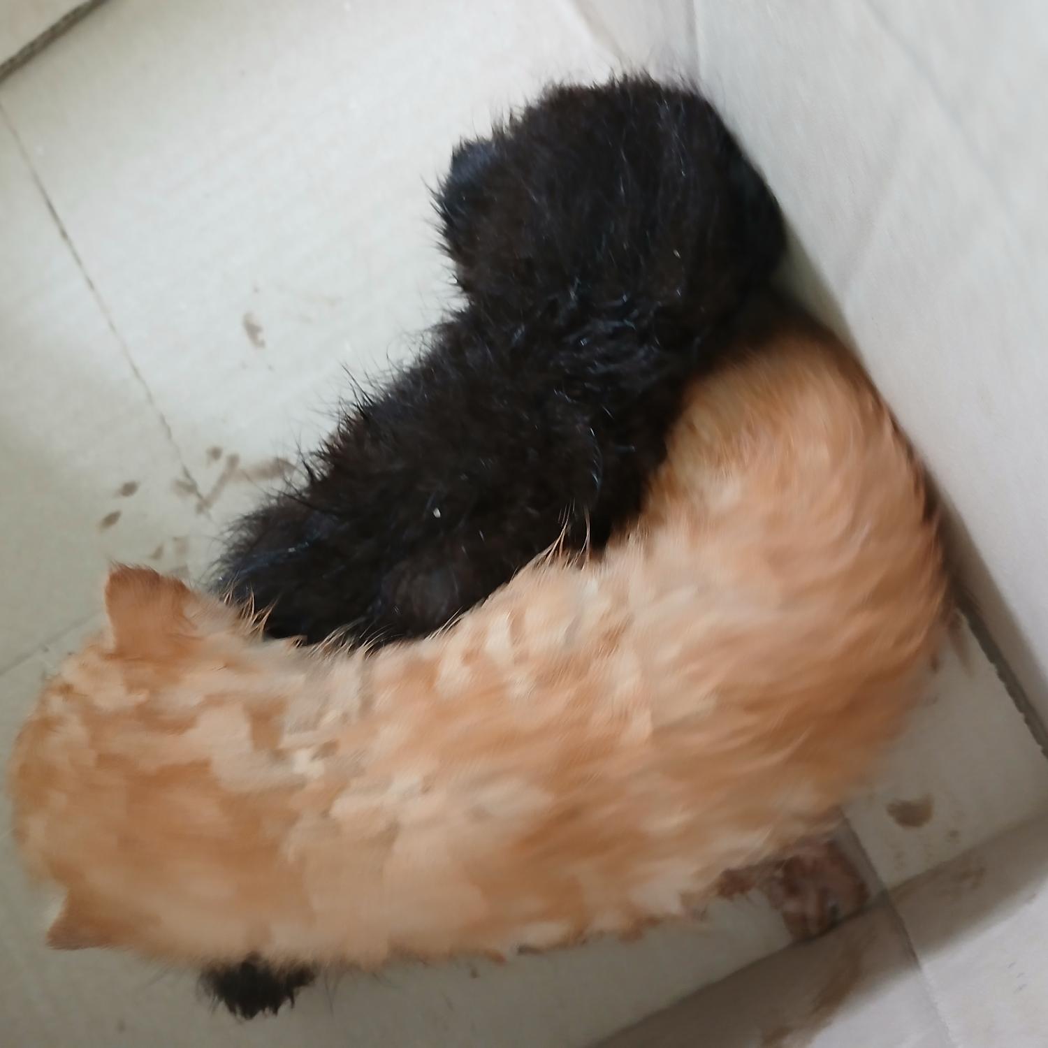 종료(자연사) 한국…