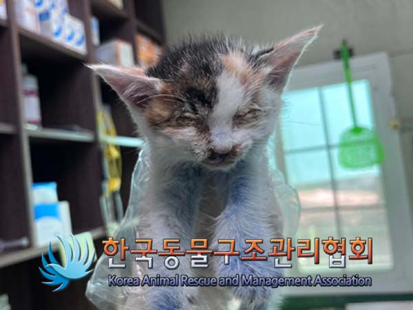 한국동물구조관리협회_411300202400401