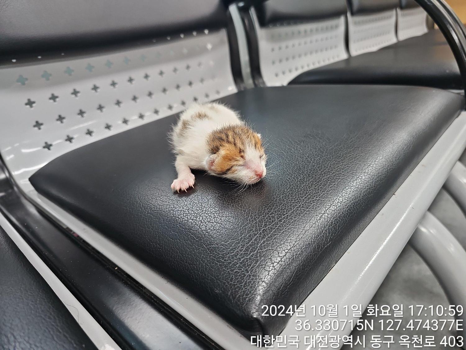 대전동물보호센터_430364202400754