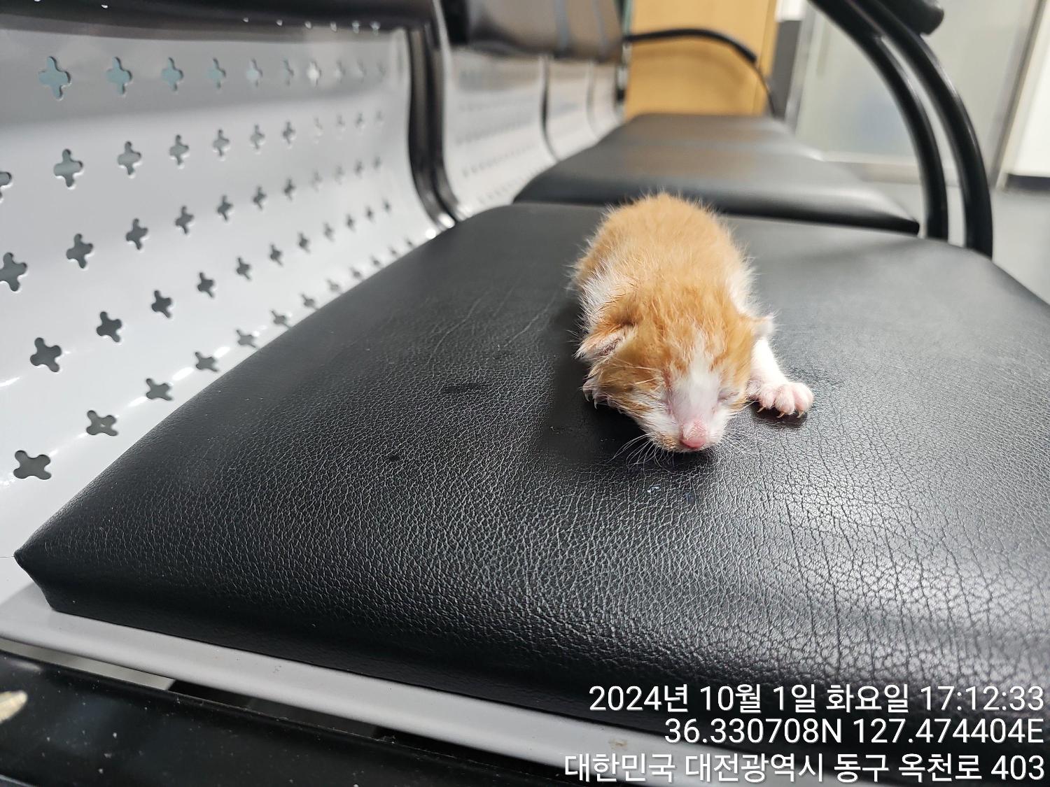 [고양이] 한국 고양이 대전-동구-2024-00277 유기동물 배경 이미지 입니다.