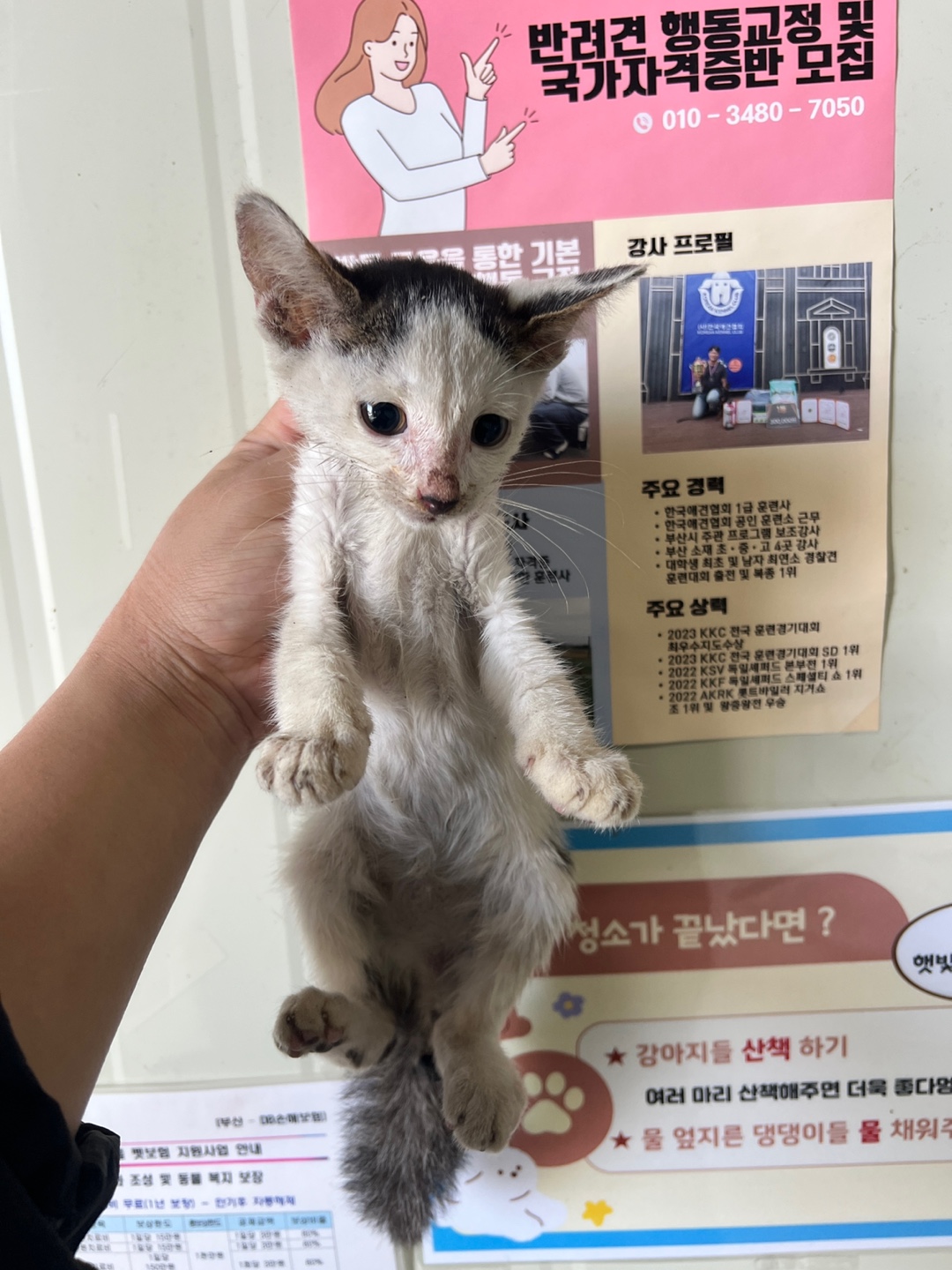 보호중 한국 고양이…