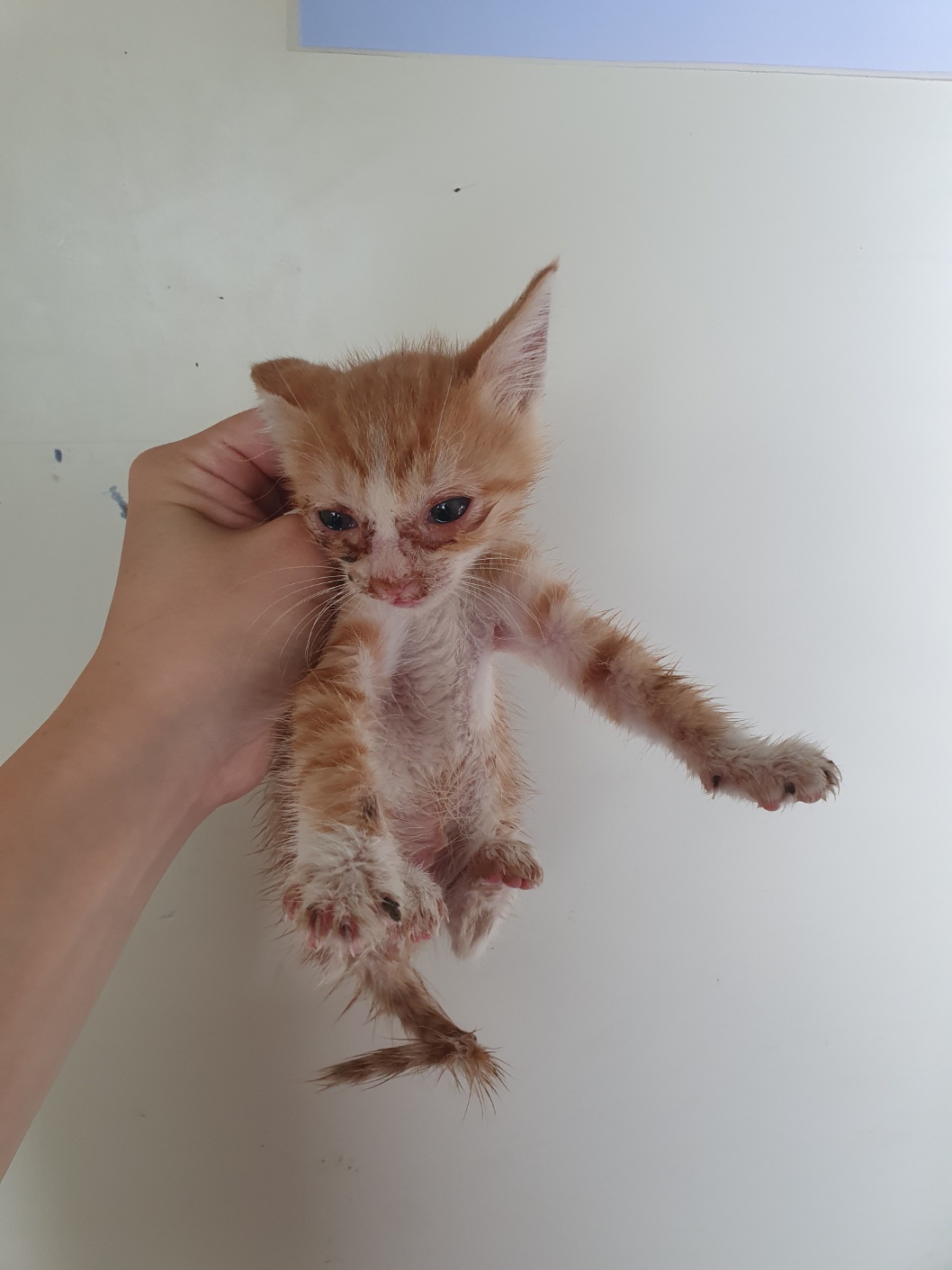 보호중 한국 고양이…