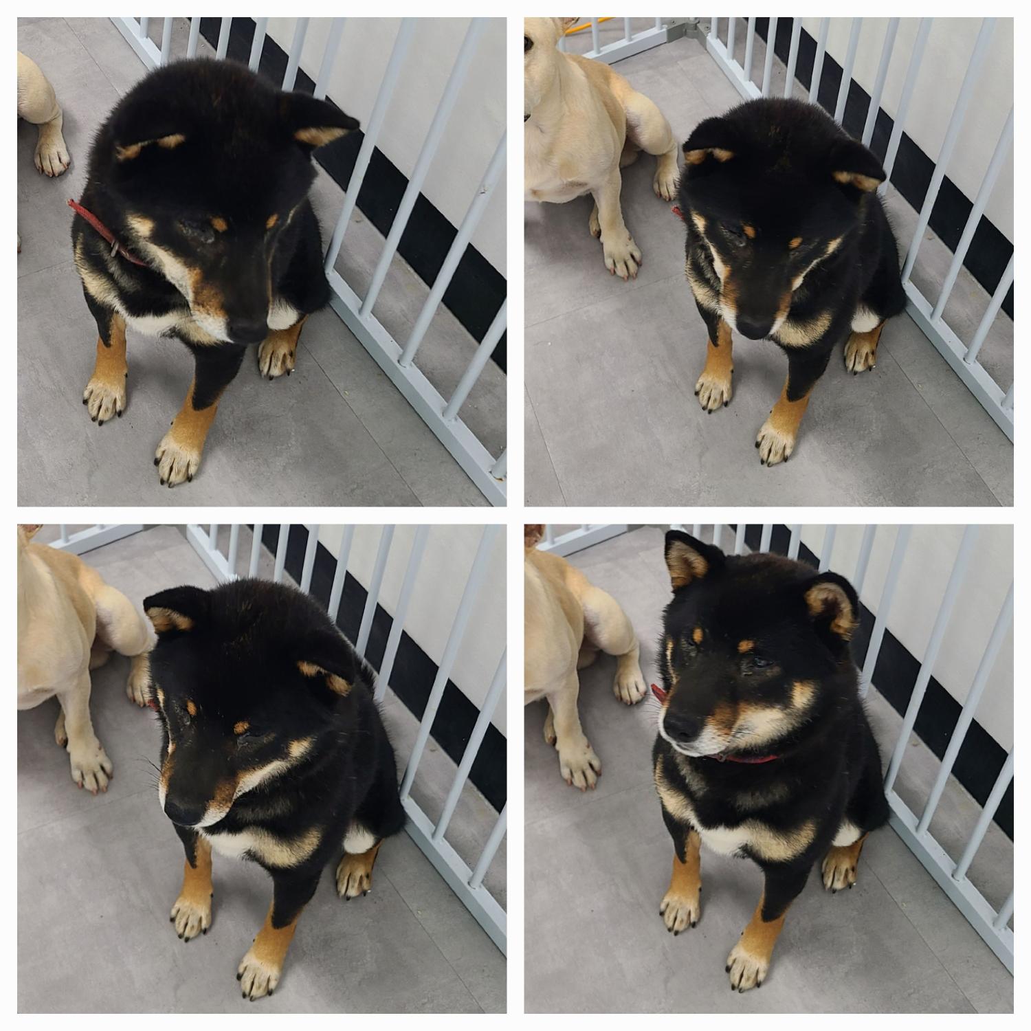 천안시 동물보호센터_444449202401996