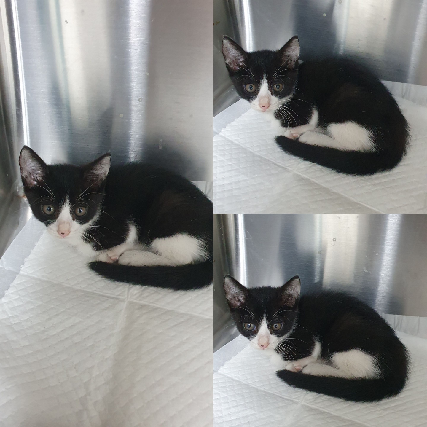경주동물사랑보호센터_447505202401121