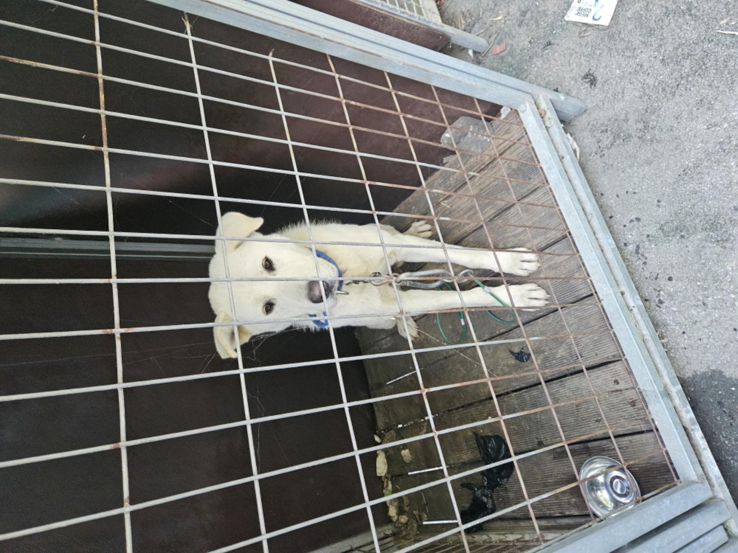 동해시유기동물보호소_442421202400274