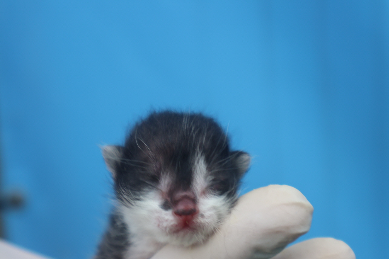 [고양이] 한국 고양이 제주-제주-2024-02787 유기동물 배경 이미지 입니다.
