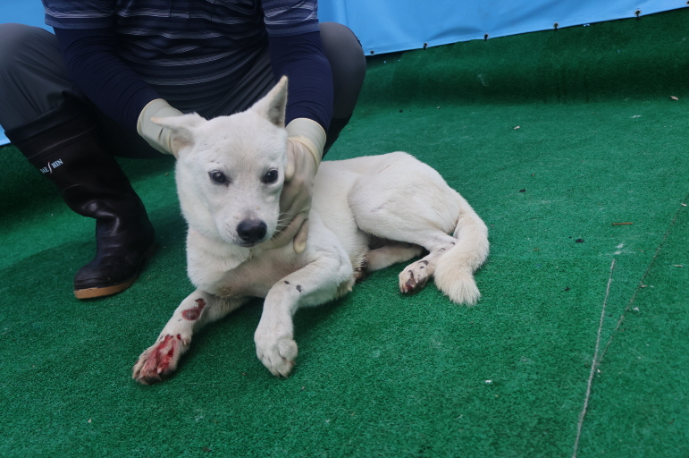 제주 동물보호센터_450650202402876