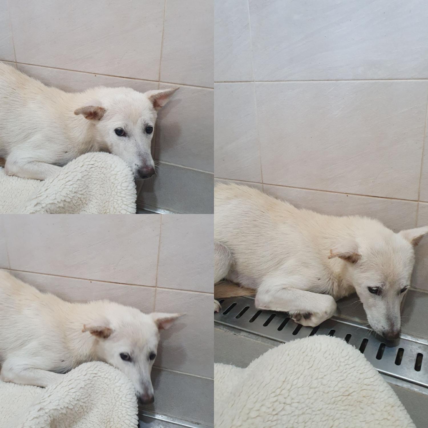경주동물사랑보호센터_447505202401124