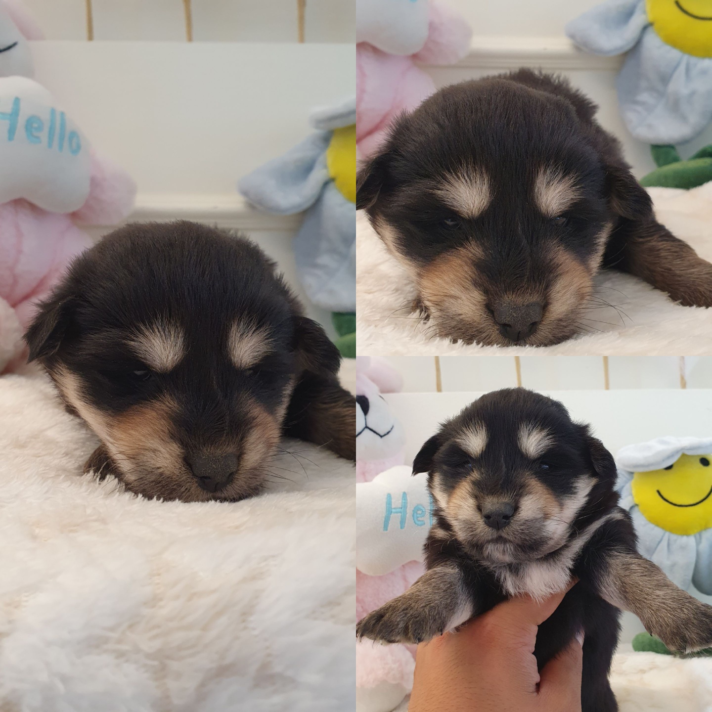 경주동물사랑보호센터_447505202401128