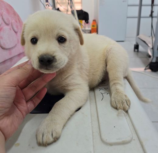 담양군 동물보호센터_446485202400773