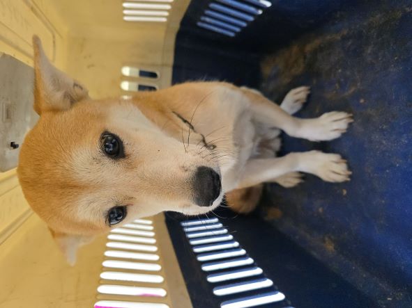담양군 동물보호센터_446485202400770