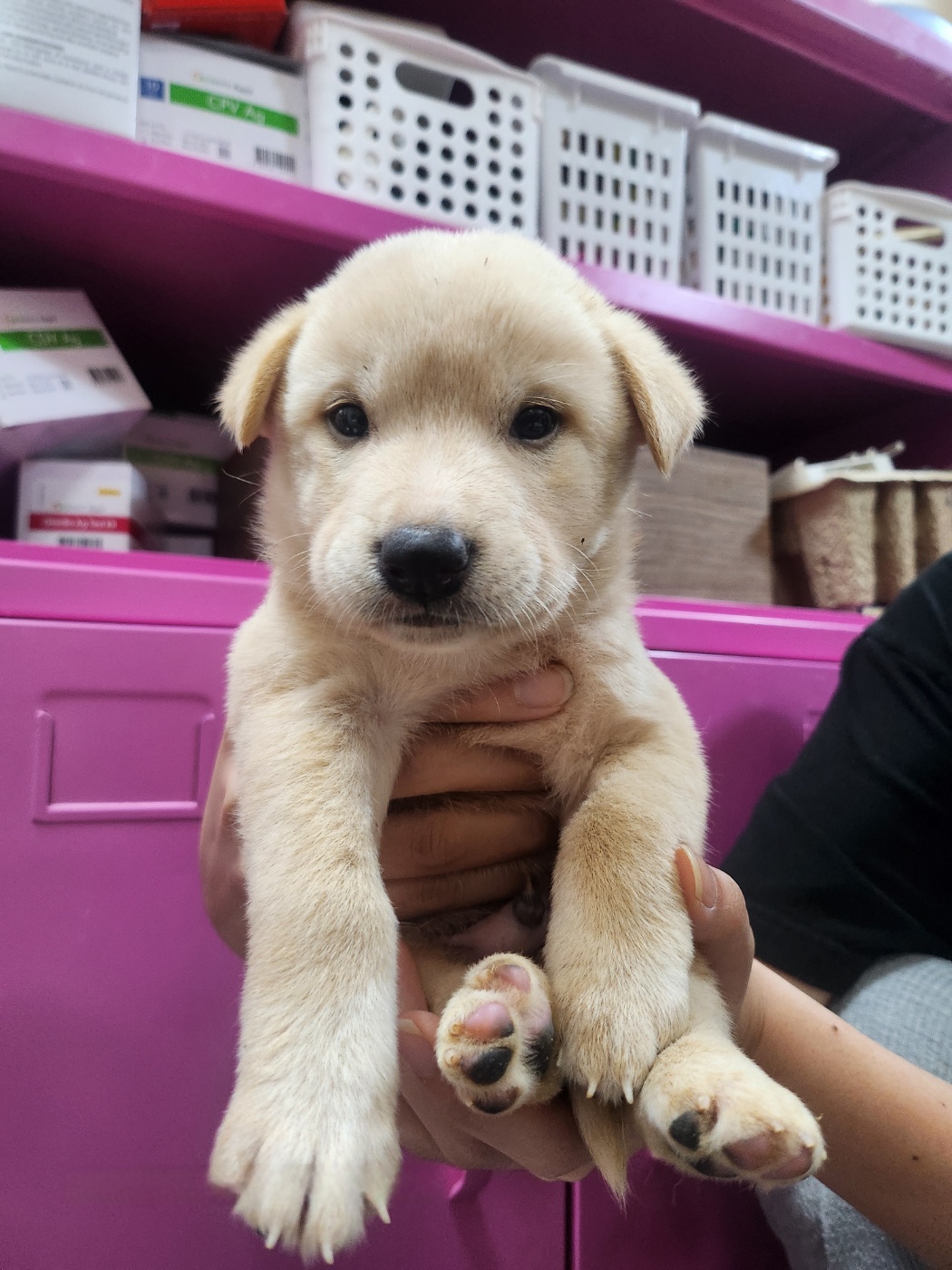 울산유기동물보호센터_431372202400543