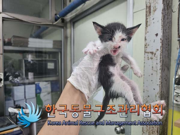 한국동물구조관리협회_441560202401212