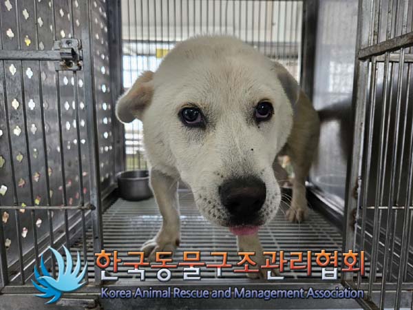 [개] 믹스견 경기-포천-2024-00886 유기동물 배경 이미지 입니다.