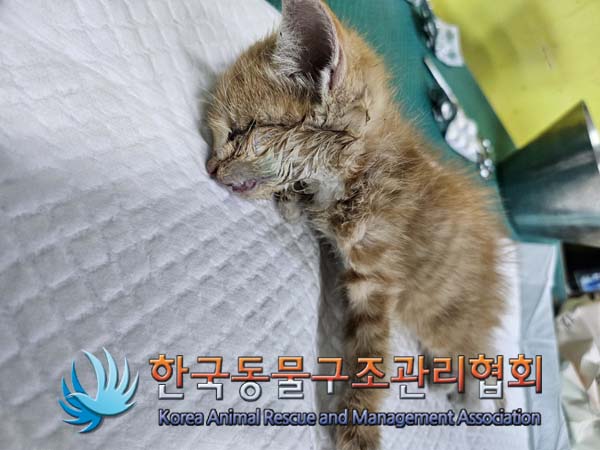 한국동물구조관리협회_441406202401625