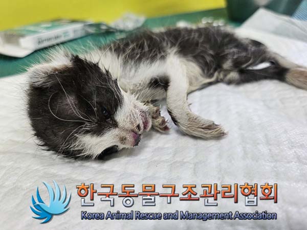 한국동물구조관리협회_411300202400403