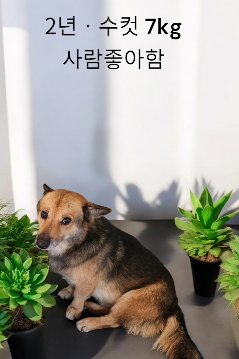 성주유기동물보호센터_447521202400442