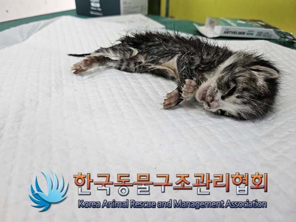 한국동물구조관리협회_411300202400402