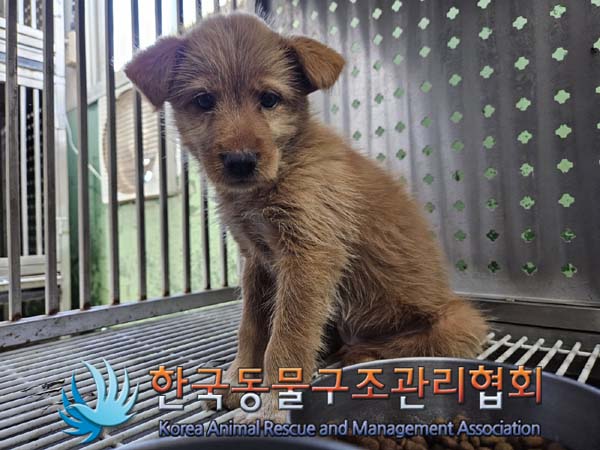 종료(안락사) 믹스…