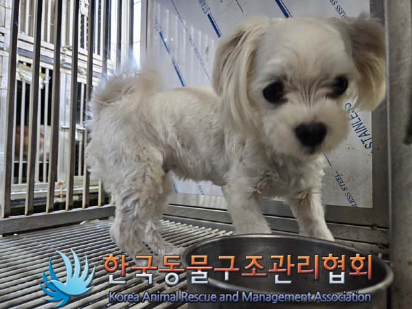 종료(입양) 말티즈…